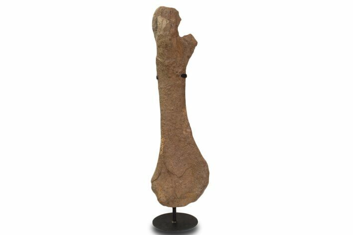 Dinosaur (Triceratops) Pelvic Bone w/ Metal Stand - Montana #339336